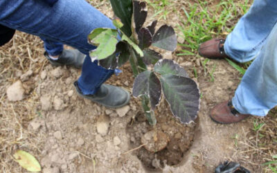 Jacareí irá plantar 92 mil mudas de árvores nativas nos próximos 4 anos