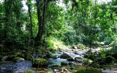 Mata Atlântica ganha novo fôlego
